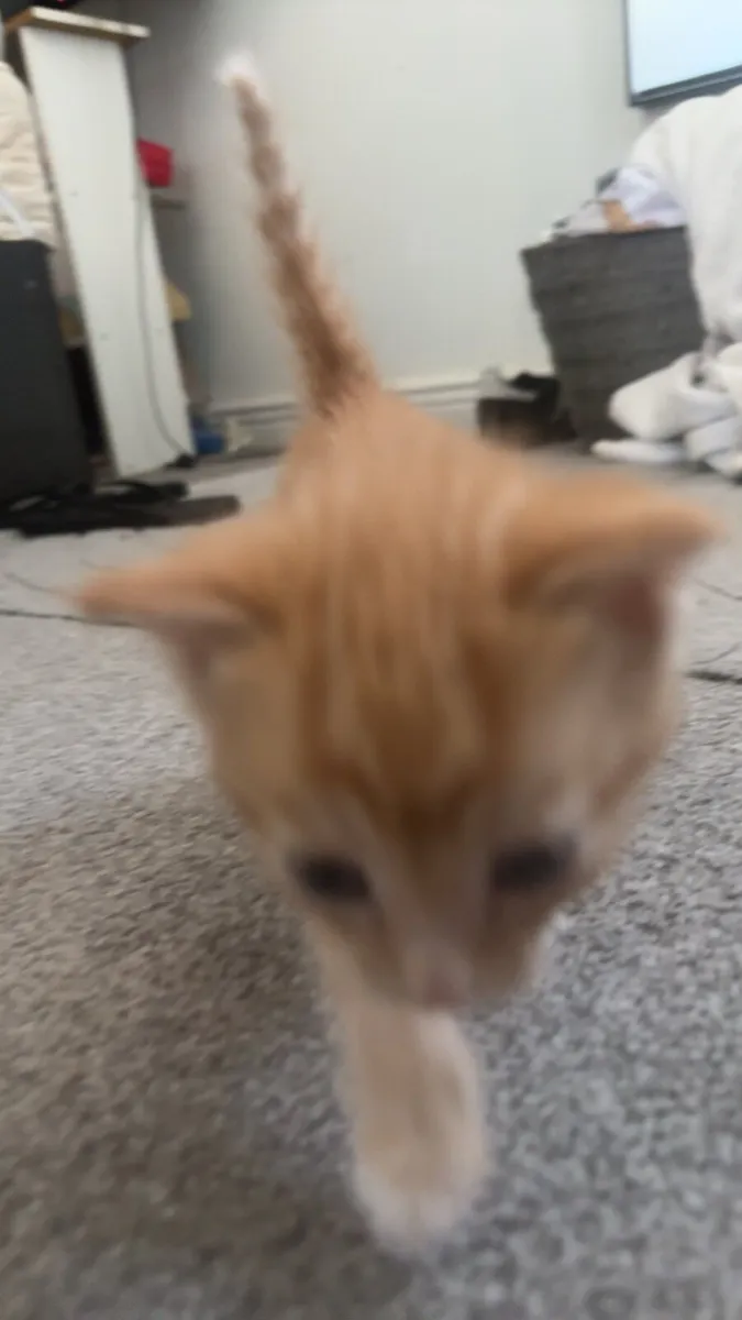 Kitten - Image 2