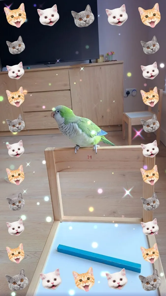 Beautiful Quaker Parrot "Mango" – with cage - Image 1