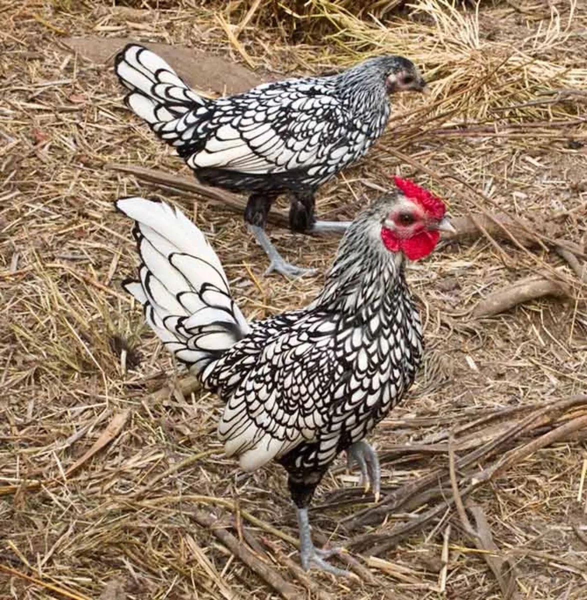 **WANTED**  Silver Sebright Bantams