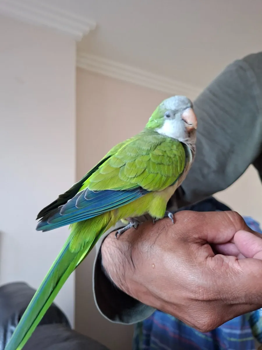 Beautiful Quaker Parrot "Mango" – with cage - Image 2