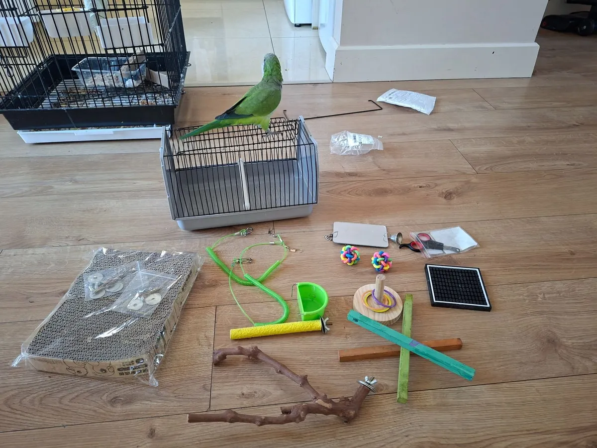 Beautiful Quaker Parrot "Mango" – with cage - Image 4