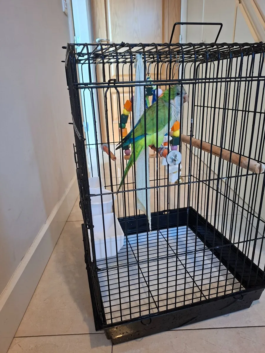 Beautiful Quaker Parrot "Mango" – with cage - Image 3