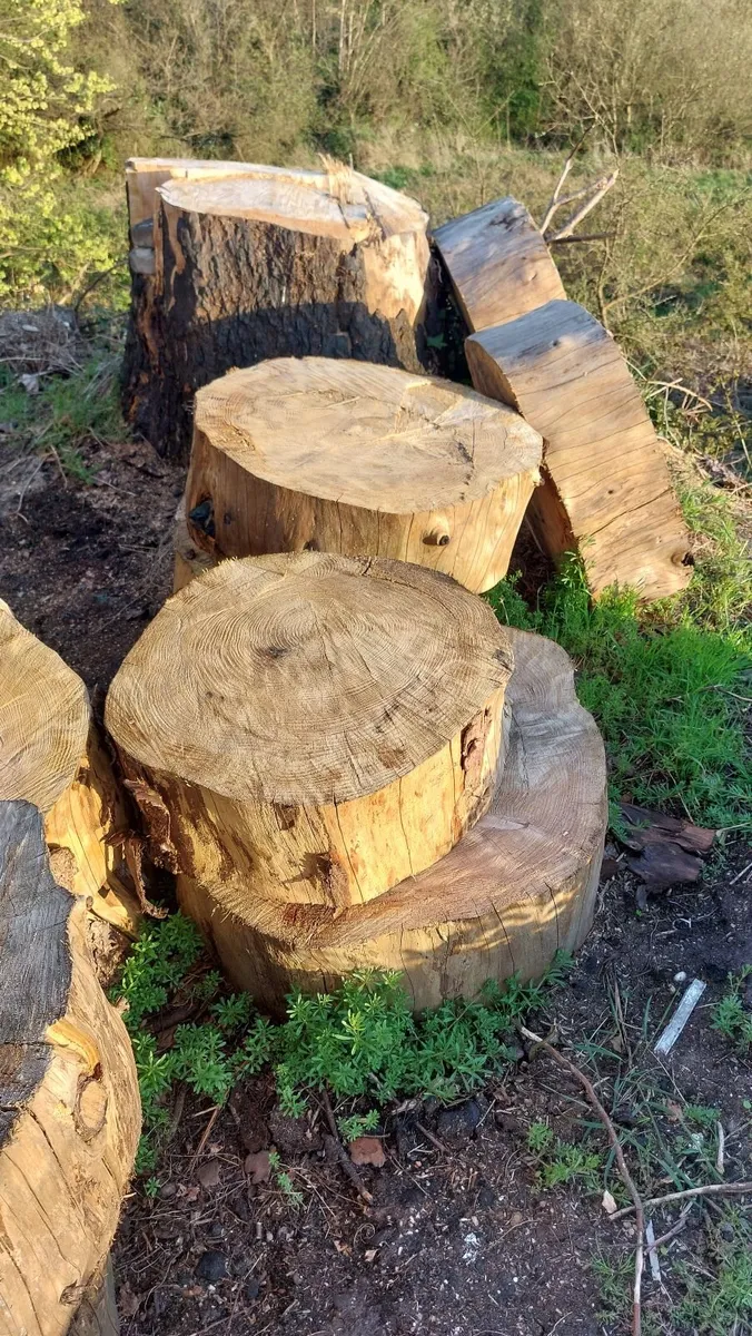 Ringed Firewood (Uncut) - Image 2