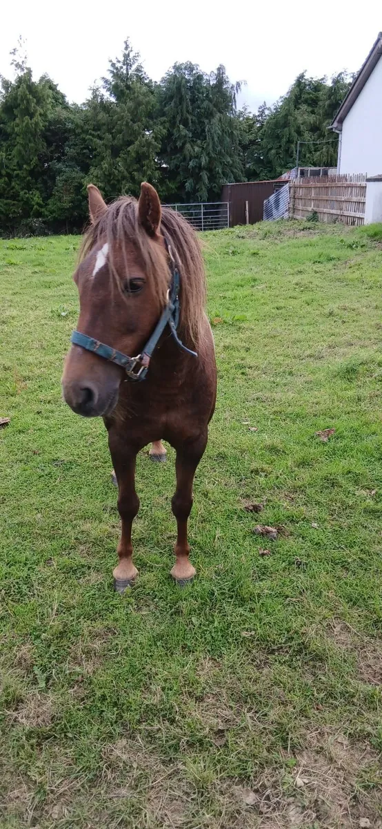 Child's pony - Image 4