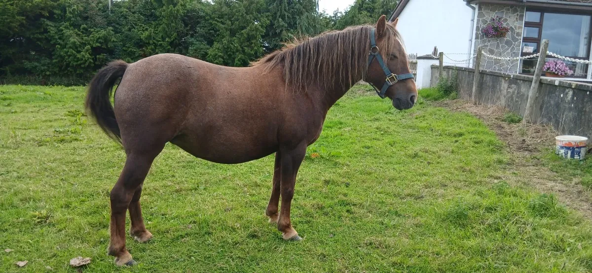 Child's pony - Image 1