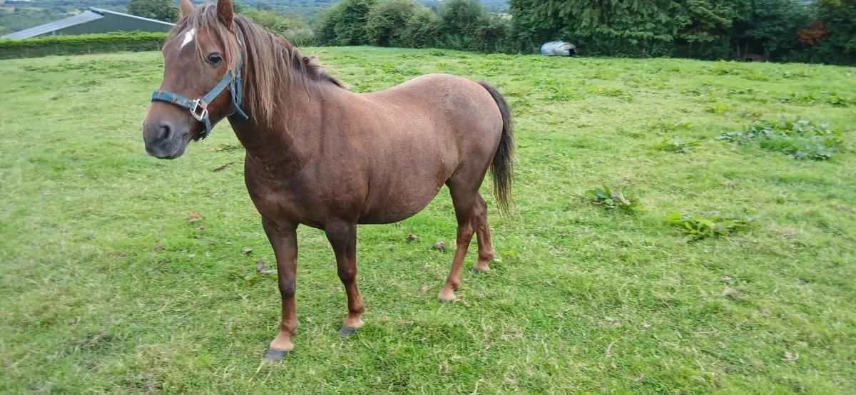 Child's pony - Image 2