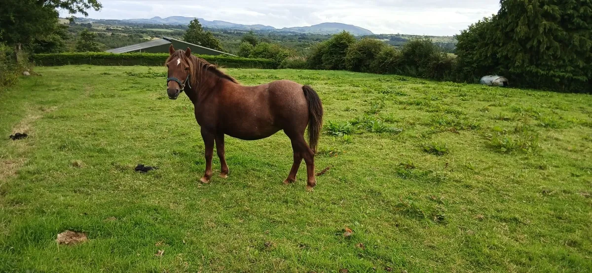 Child's pony - Image 3
