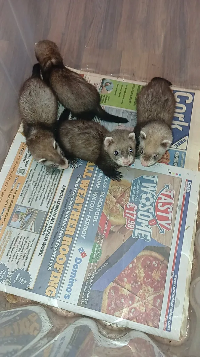 Ferrets - Image 2