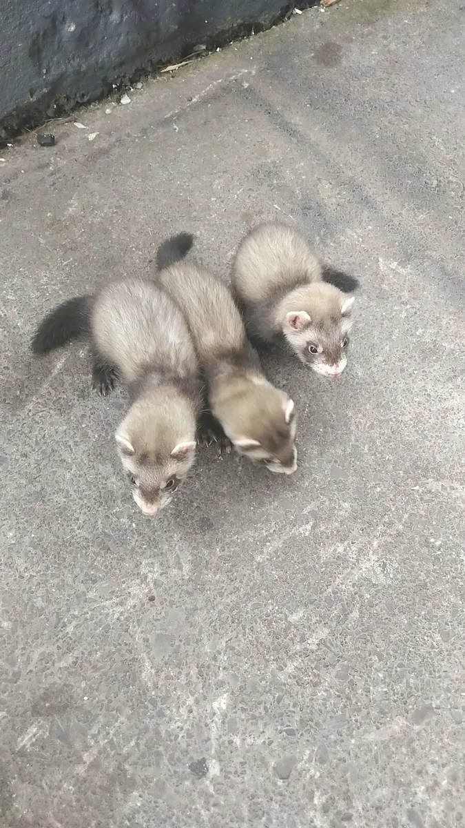 Ferrets - Image 3