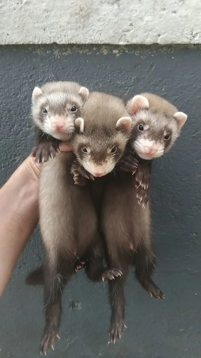 Ferrets - Image 4