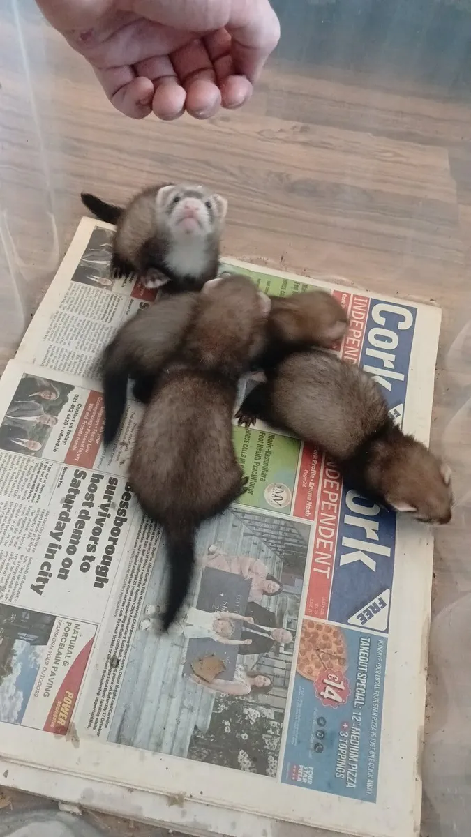 Ferrets - Image 1