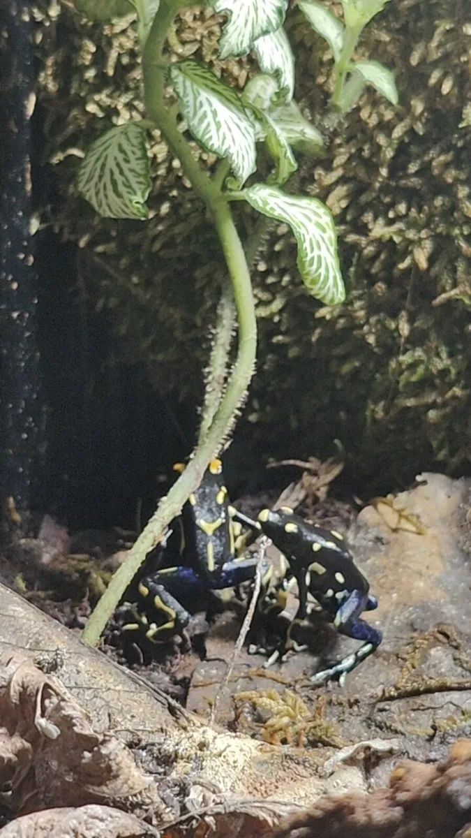 Dendrobates tinctorius "Alanis" - Image 3