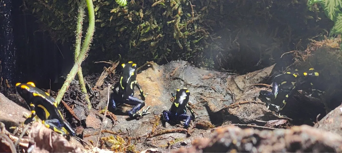 Dendrobates tinctorius "Alanis" - Image 1