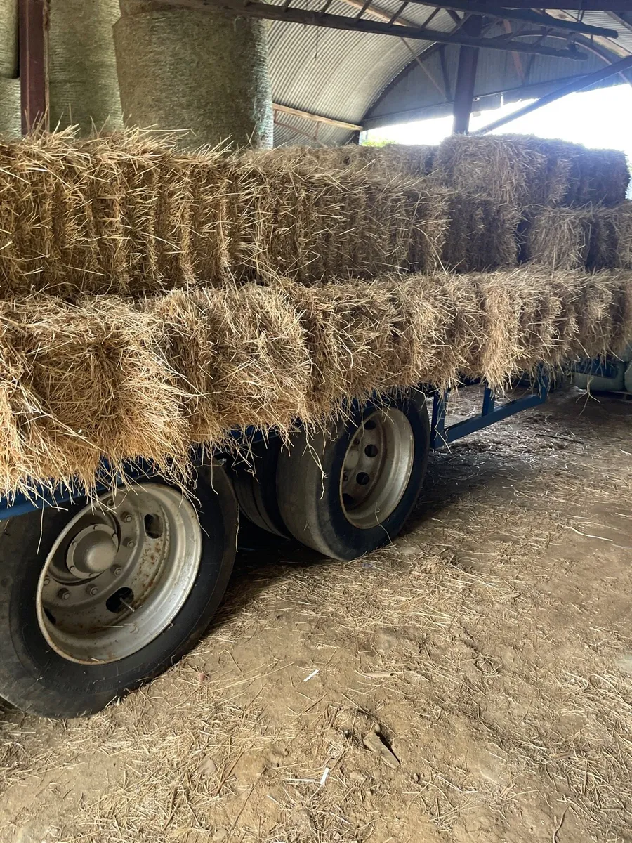 Small square bales of barley straw - Image 2