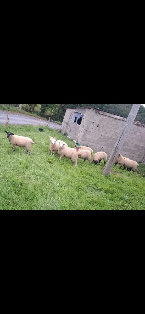 Ewe lambs.. - Image 2