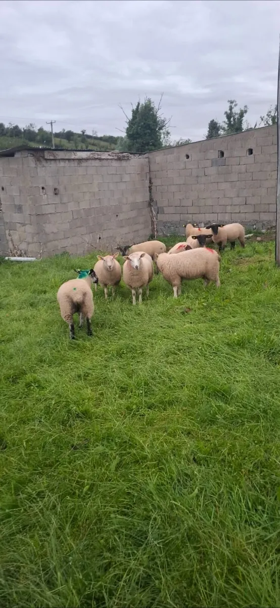 Ewe lambs.. - Image 4