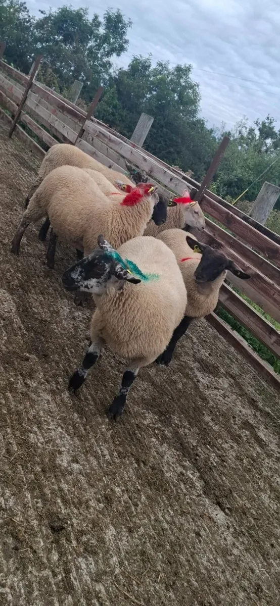 Ewe lambs.. - Image 3