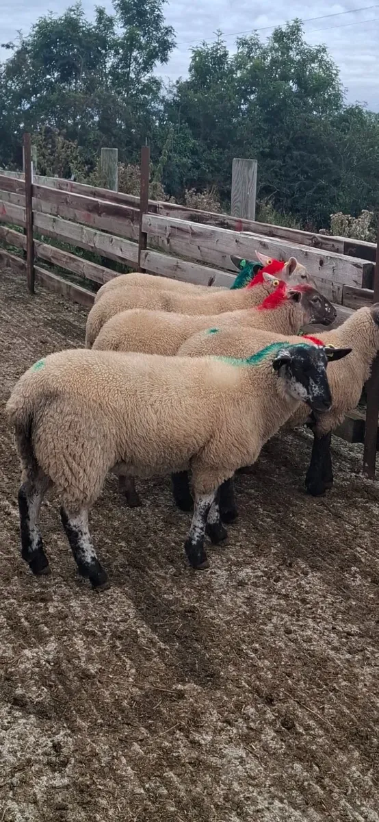 Ewe lambs.. - Image 1