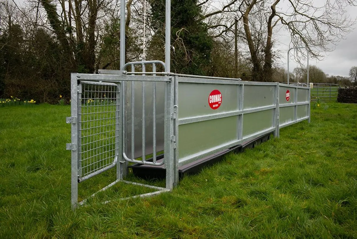 Sheep race - Image 1