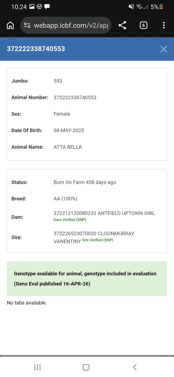 Pedigree Registered Angus Maiden Heifers - Image 2
