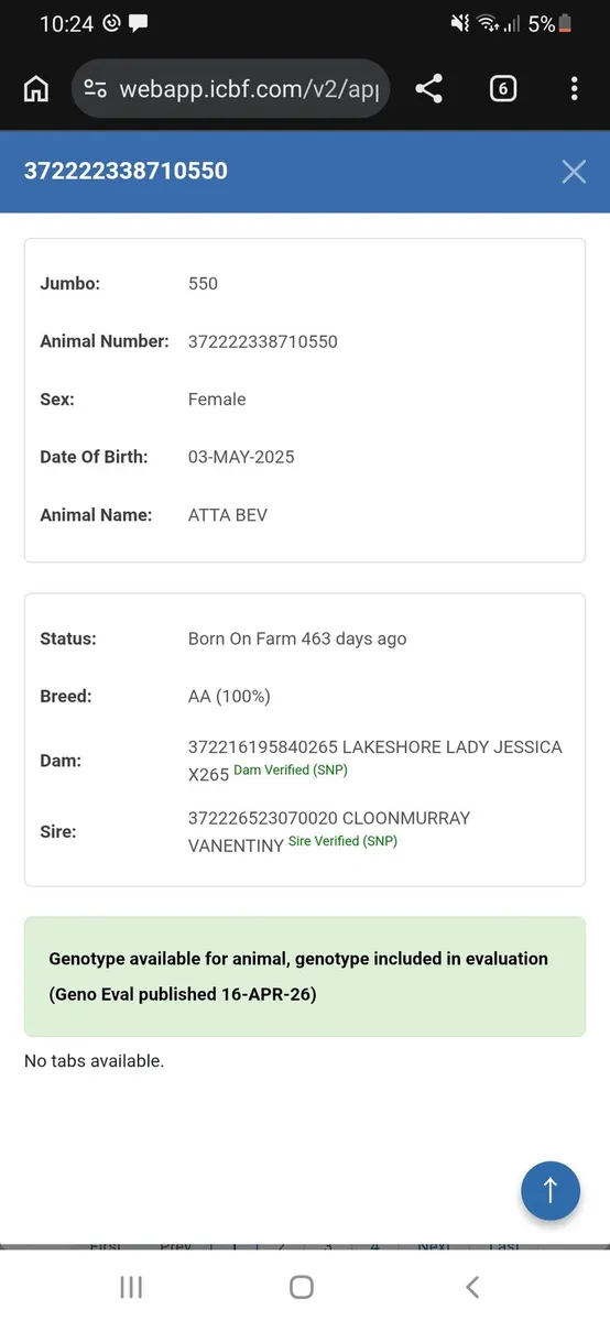 Pedigree Registered Angus Maiden Heifers - Image 3