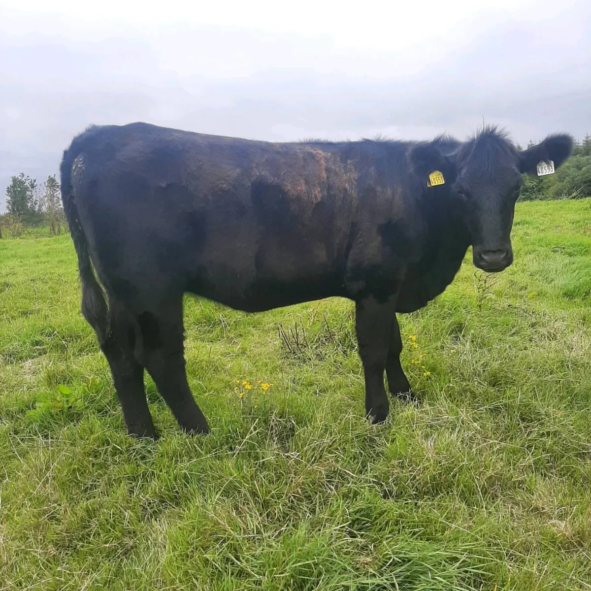Pedigree Registered Angus Maiden Heifers - Image 4