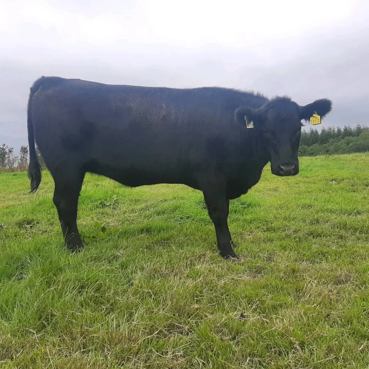 Pedigree Registered Angus Maiden Heifers - Image 1