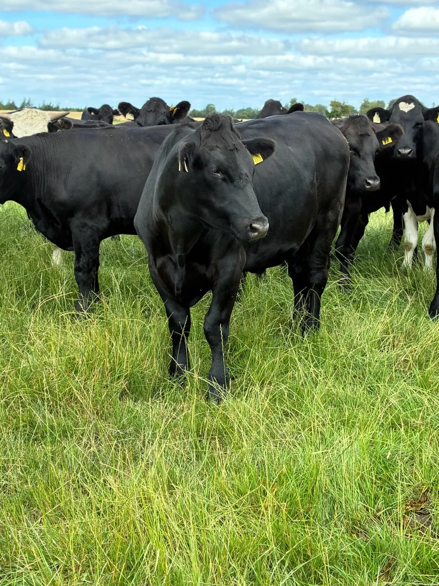 Angus bullocks - Image 1