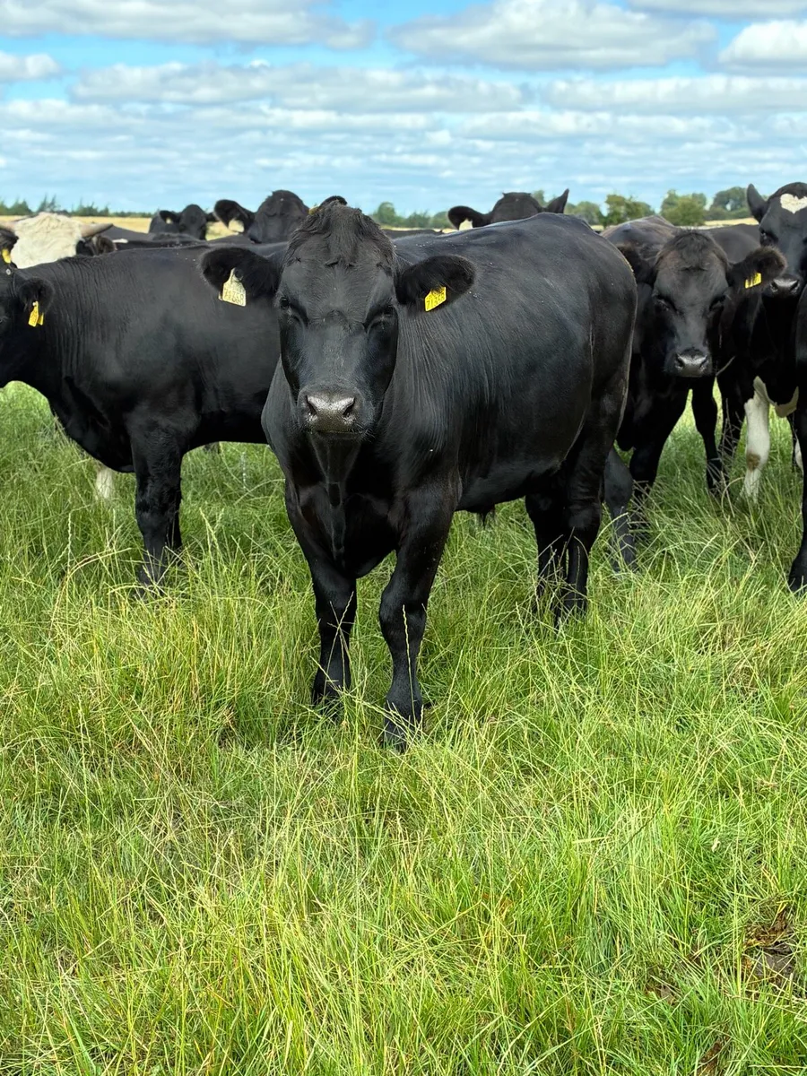 Angus bullocks - Image 2