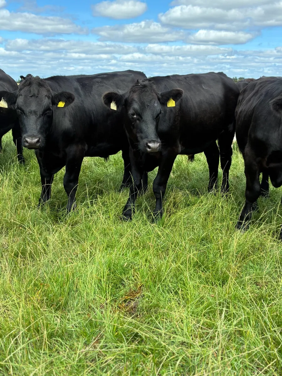 Angus bullocks - Image 3
