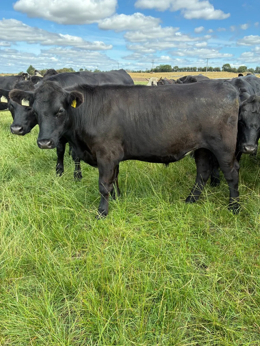 Angus bullocks - Image 4