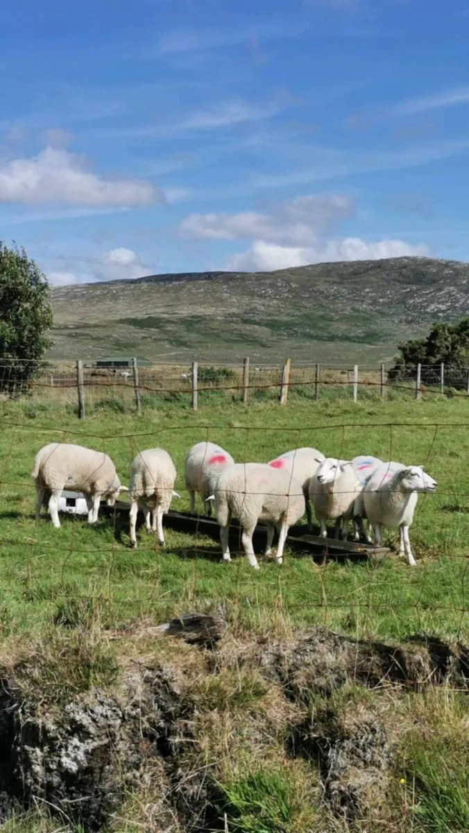 8 llyen hoggets - Image 1