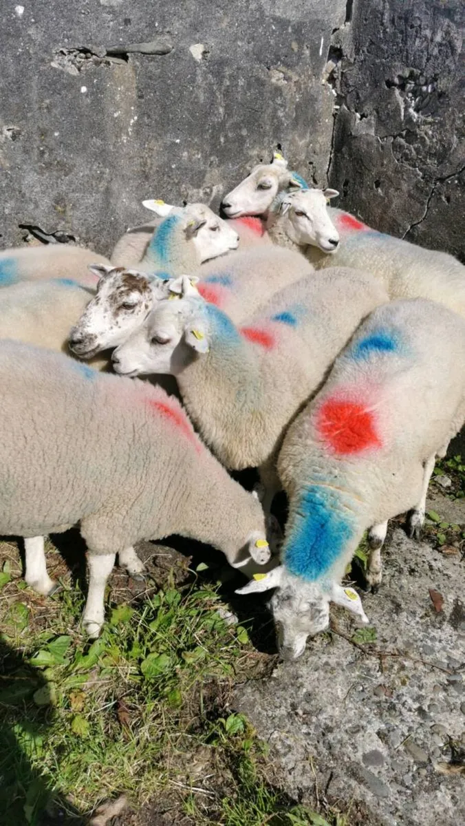 8 llyen hoggets - Image 2