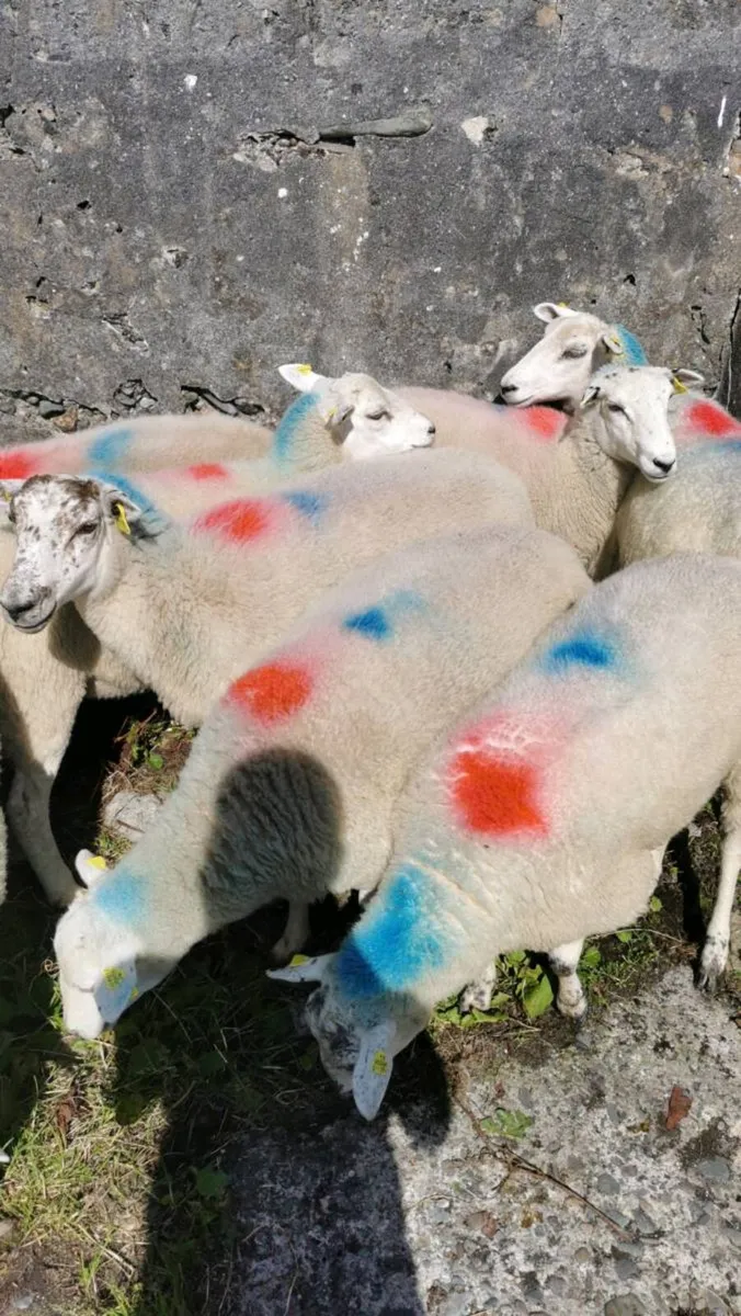 8 llyen hoggets - Image 3