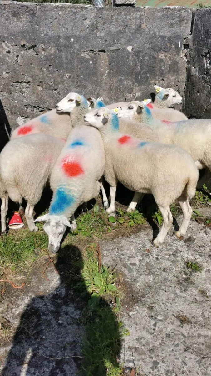 8 llyen hoggets - Image 4