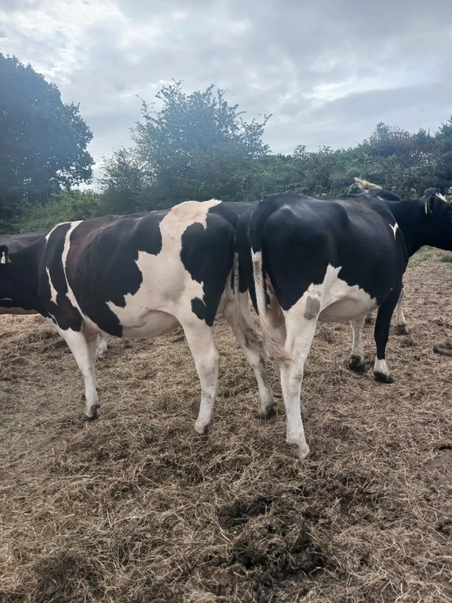 6 Holstein Friesian Heifers and 2 Bulls For Sale - Image 2