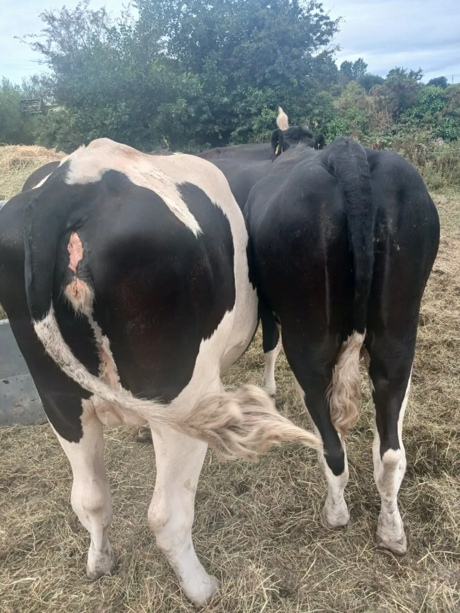6 Holstein Friesian Heifers and 2 Bulls For Sale - Image 3