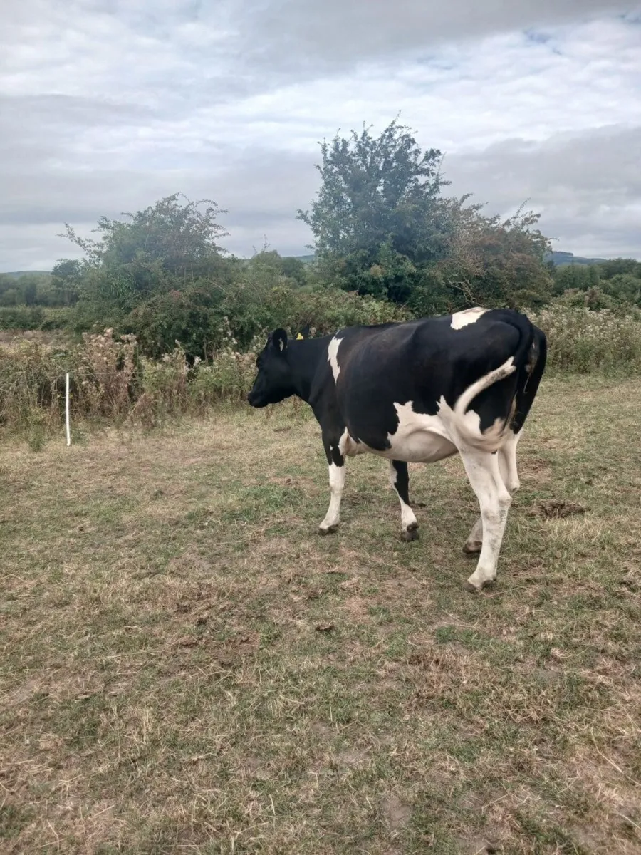 6 Holstein Friesian Heifers and 2 Bulls For Sale - Image 4