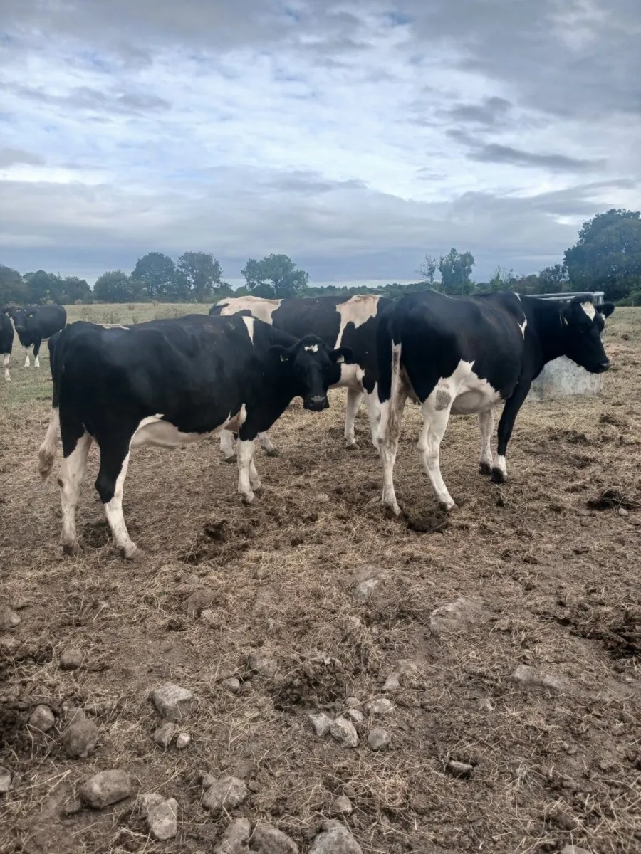 6 Holstein Friesian Heifers and 2 Bulls For Sale - Image 1