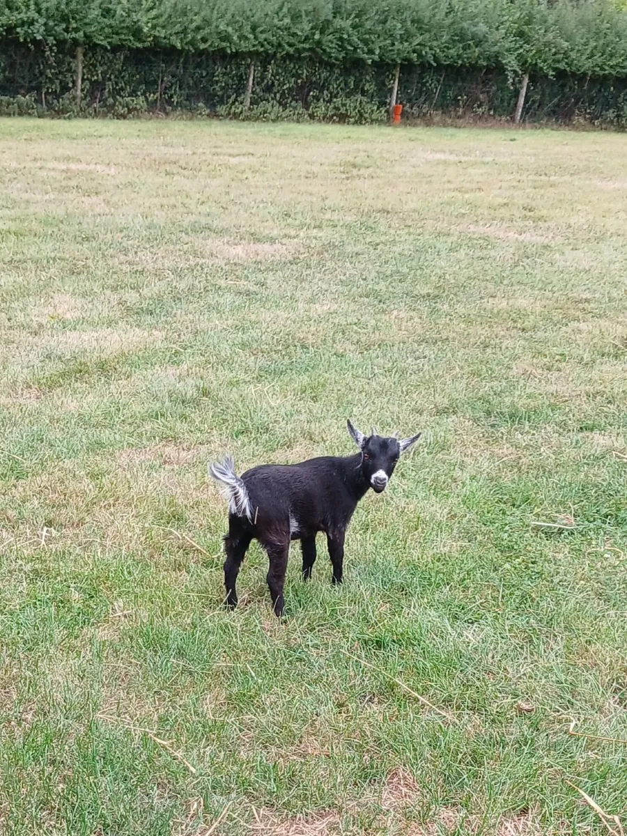 Purebred Female Pygmy Kid - Image 2