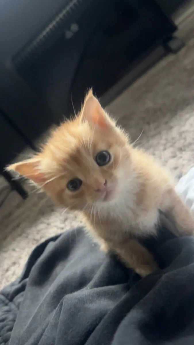 Kitten - Image 3