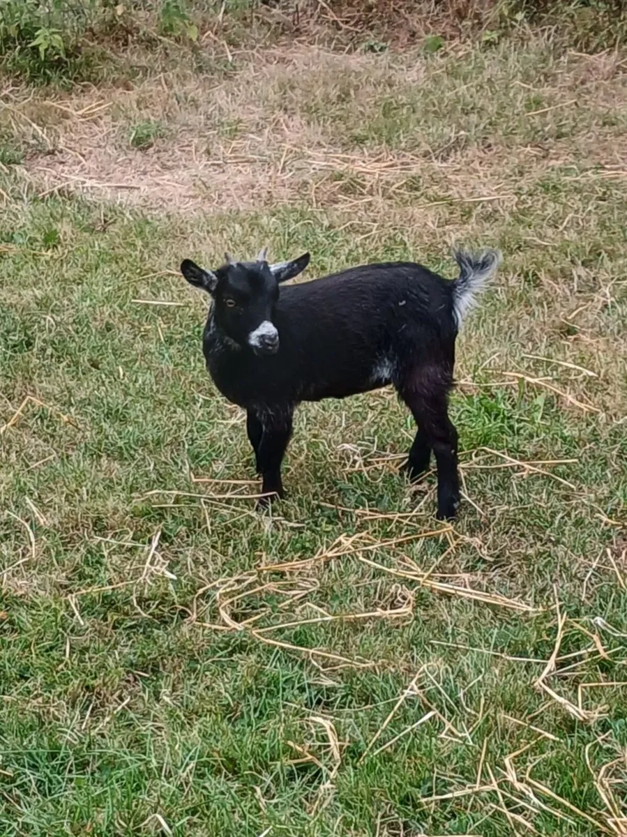 Purebred Female Pygmy Kid - Image 1