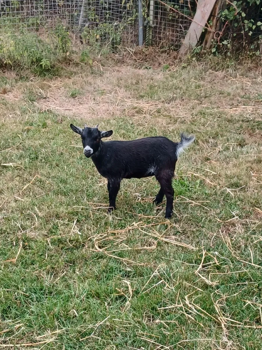 Purebred Female Pygmy Kid - Image 3