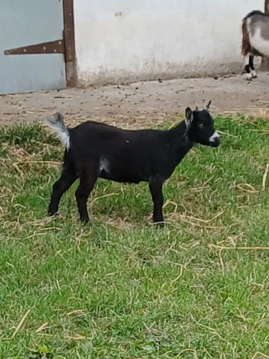 Purebred Female Pygmy Kid - Image 4