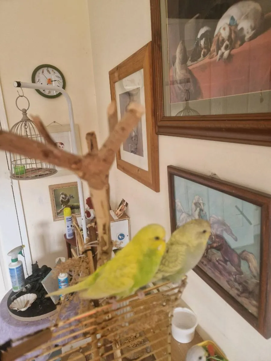 2 budgies.cage  food .stand - Image 3