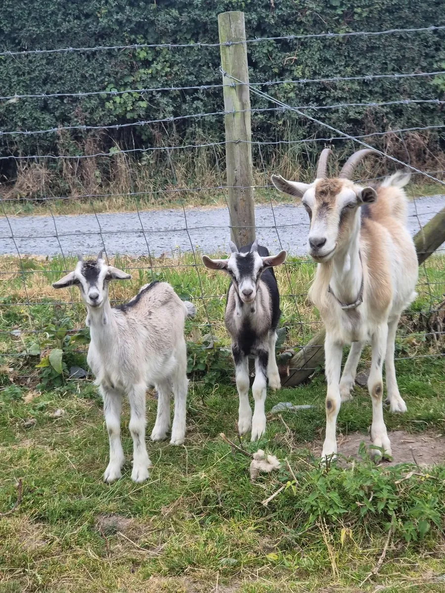 Goats - Image 2