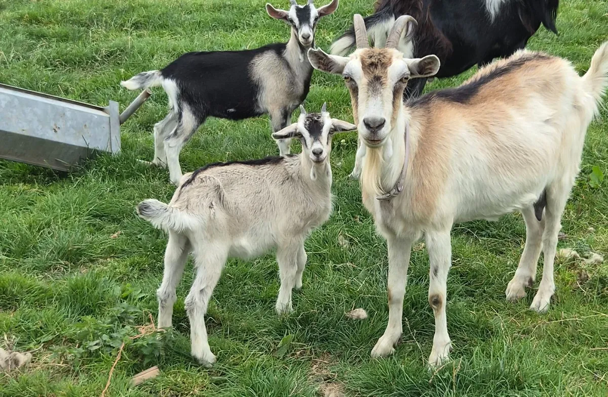 Goats - Image 1
