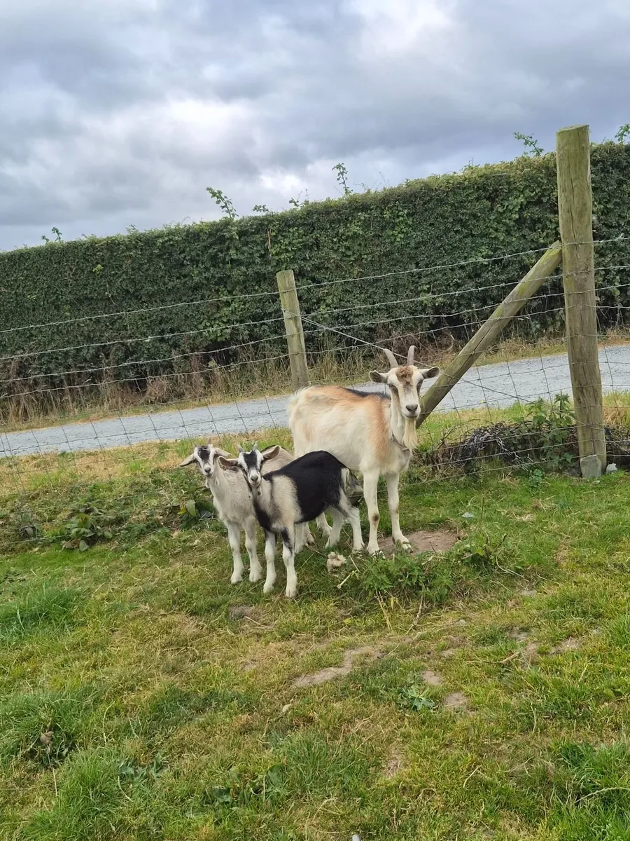 Goats - Image 3
