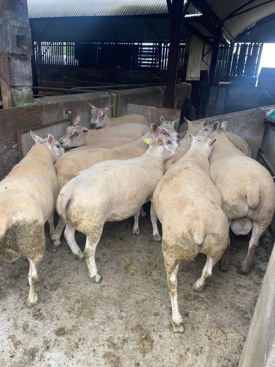 Beltex Hybrid Hogget Rams - Image 1