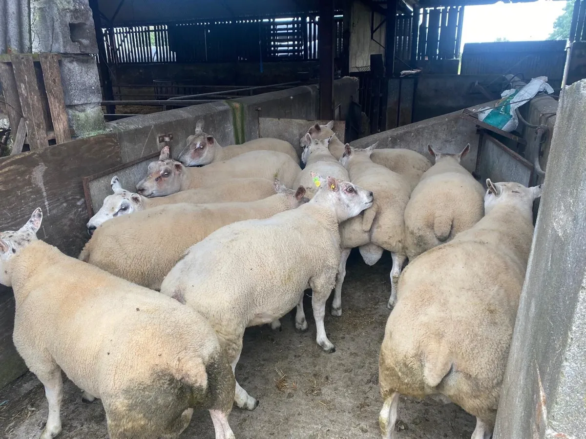Beltex Hybrid Hogget Rams - Image 2